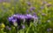 Small purple flowers. Seasonal vegetation. Wild plants. Nature in a natural setting. Flowers near the fore