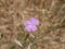 Small purple flowers of steppe cloves against the background of dried grass on a sunny summer day.