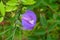Small purple funny shape flower