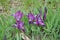 Small purple irises growing in lush juicy green grass