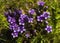 Small purple mountain flowers in spring