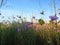 Small purple pink meadow flowers against blue sky.  Suitable for floral background. Wild summer flowers wallpaper.