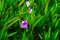 Small purple weeds blossoming with long hand cute pretty colour