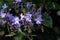 Small purple and white button flowers