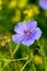 Small purple wildflower Erodium gruinum, Long-beaked stork`s bill