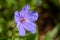 Small purple wildflower Erodium gruinum, Long-beaked stork`s bill