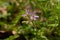 Small purple wildflower Erodium gruinum, Long-beaked stork`s bill in Israel