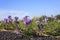 Small purple wildflowers on edge of highway