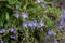 Small Purple Wildflowers in Wyoming