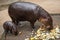 Small pygmy hippopotamus