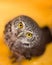 Small pygmy owl