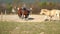 Small quick dotted and spotted pony moving to home fenced backyard. Mixed horse herd galloping from meadow by thin corridor