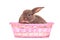 A small rabbit in a basket