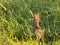 Small rabbit hiding in grass