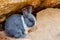 Small rabbit sitting on the stone in farm.