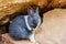 Small rabbit sitting on the stone in farm.