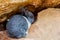 Small rabbit sitting on the stone in farm.