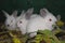 Small rabbits color point breed `Californian`