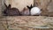 Small rabbits sit in a wooden cage