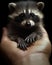 A small raccoon sitting on a persons hand. Generative AI image.