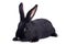 Small racy dwarf black bunny