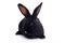 Small racy dwarf black bunny