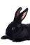 Small racy dwarf black bunny