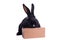 Small racy dwarf black bunny