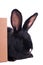 Small racy dwarf black bunny