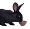 Small racy dwarf black bunny