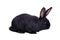 Small racy dwarf black bunny