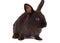 Small racy dwarf black bunny isolated