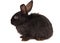 Small racy dwarf black bunny isolated