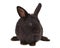 Small racy dwarf black bunny isolated