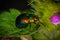 A small rainbow beetle, Cetoniinae, crawls over a green leaf to a purple flower.