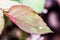 Small raindrop on leaf of rose flower