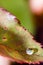 Small raindrop on leaf of rose flower