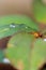 Small raindrop on leaf of rose flower