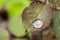 Small raindrop on leaf of rose flower