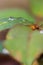 Small raindrop on leaf of rose flower