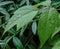 Small raindrops on a leaf of a plant