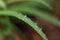 Small raindrops on plant leaf