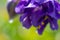 Small raindrops on purple petals of grany`s bonnet flower on bright sunlight with sparkles