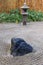 Small raked Japanese Zen rock garden in Kauai