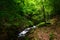 Small rapid brook in green forest