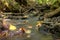 A small rapid river flows through dolomite rocks, long-term exposure, gentle and fuzzy river water, colorful autumn leaves and dry