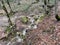 Small rapid stream flowing on rocks. Mountain clean waterway flowing down through mountainous terrain in wood.