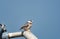 Small raptor, the Pearl Kite perched on a lamppost in the blue sky.