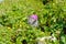 small rare mountain apollo butterfly on a pink blossom in the nature