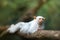 Small, rare rain forest monkey with silvery-white fur, lying on a branch against blurred green background.